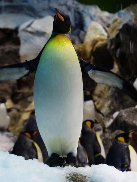 king penguin, penguin, chest, animals that start with Y
