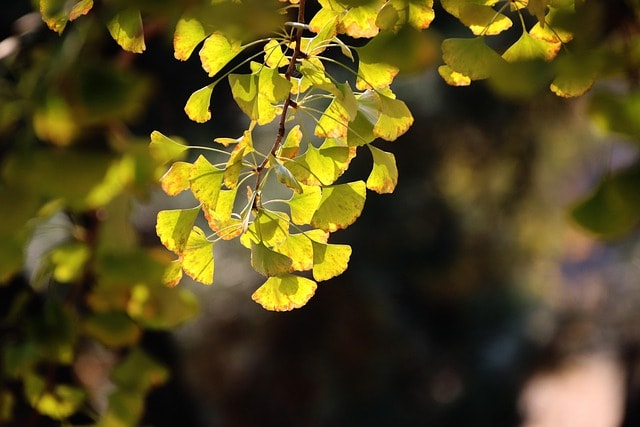 leaves, autumn, ginkgo biloba, tree, outdoors, woods, wilderness, ginkgo leaves, nature, foliage, ginkgo biloba, ginkgo biloba, ginkgo biloba, ginkgo biloba, ginkgo biloba