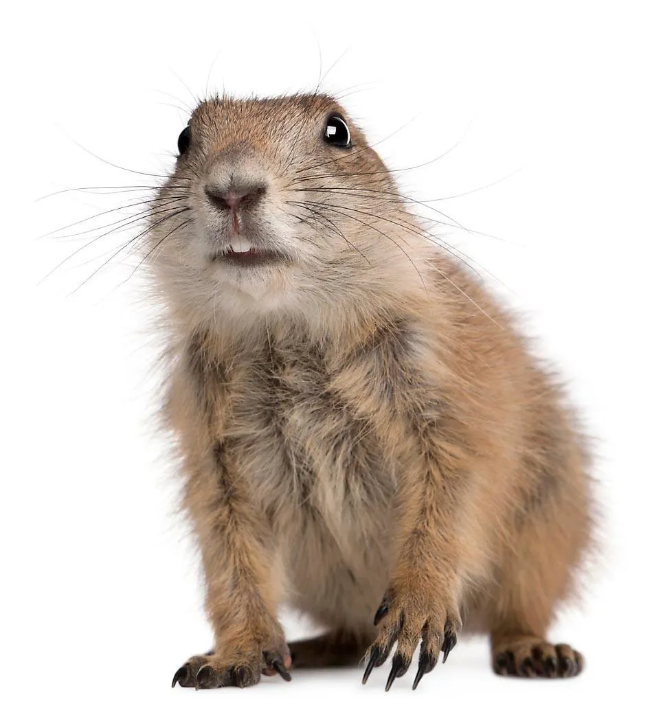 An close-up image of a sitting gopher on a white background.