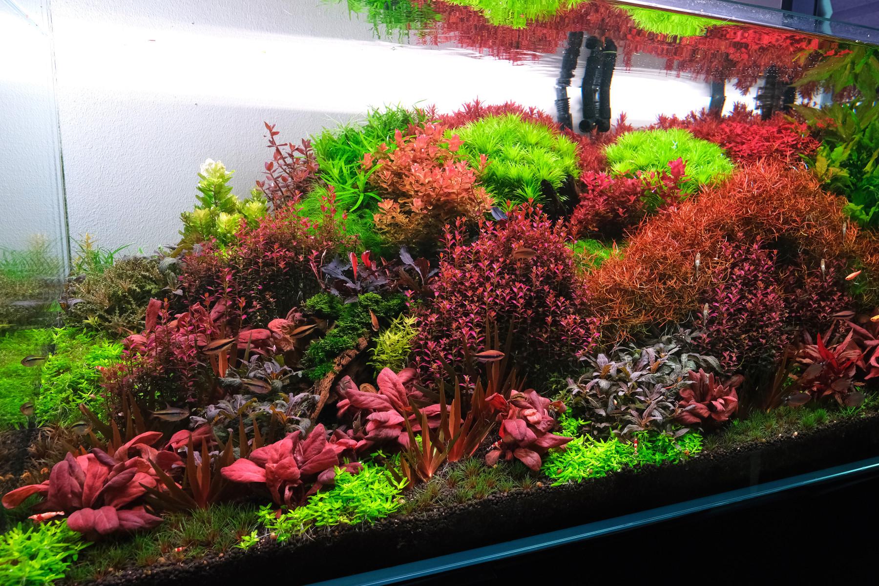 Rotala florida planted aquarium