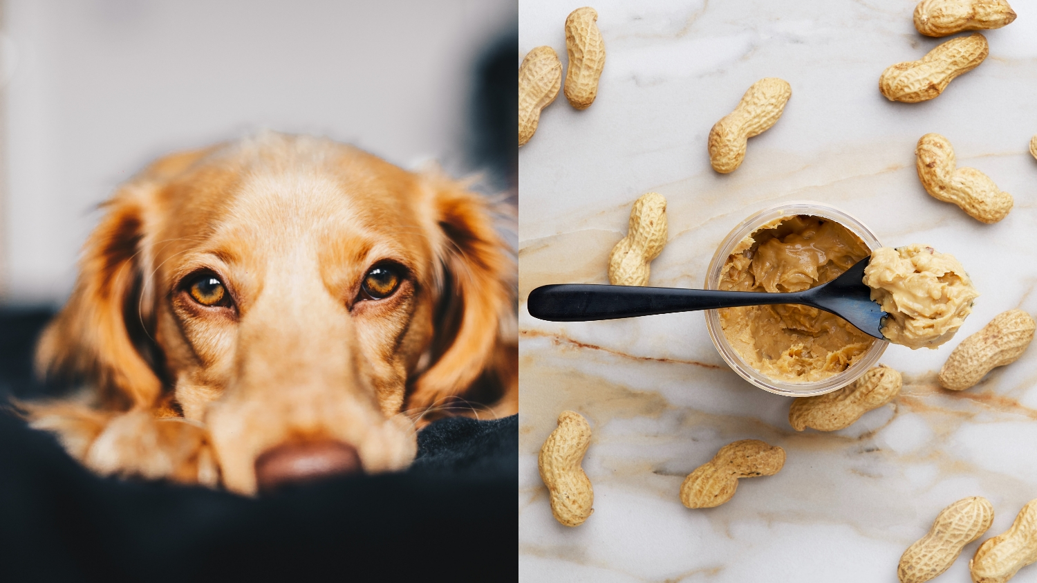 Images of a sad dog and peanut butter. Can dogs be allergic to peanut butter?