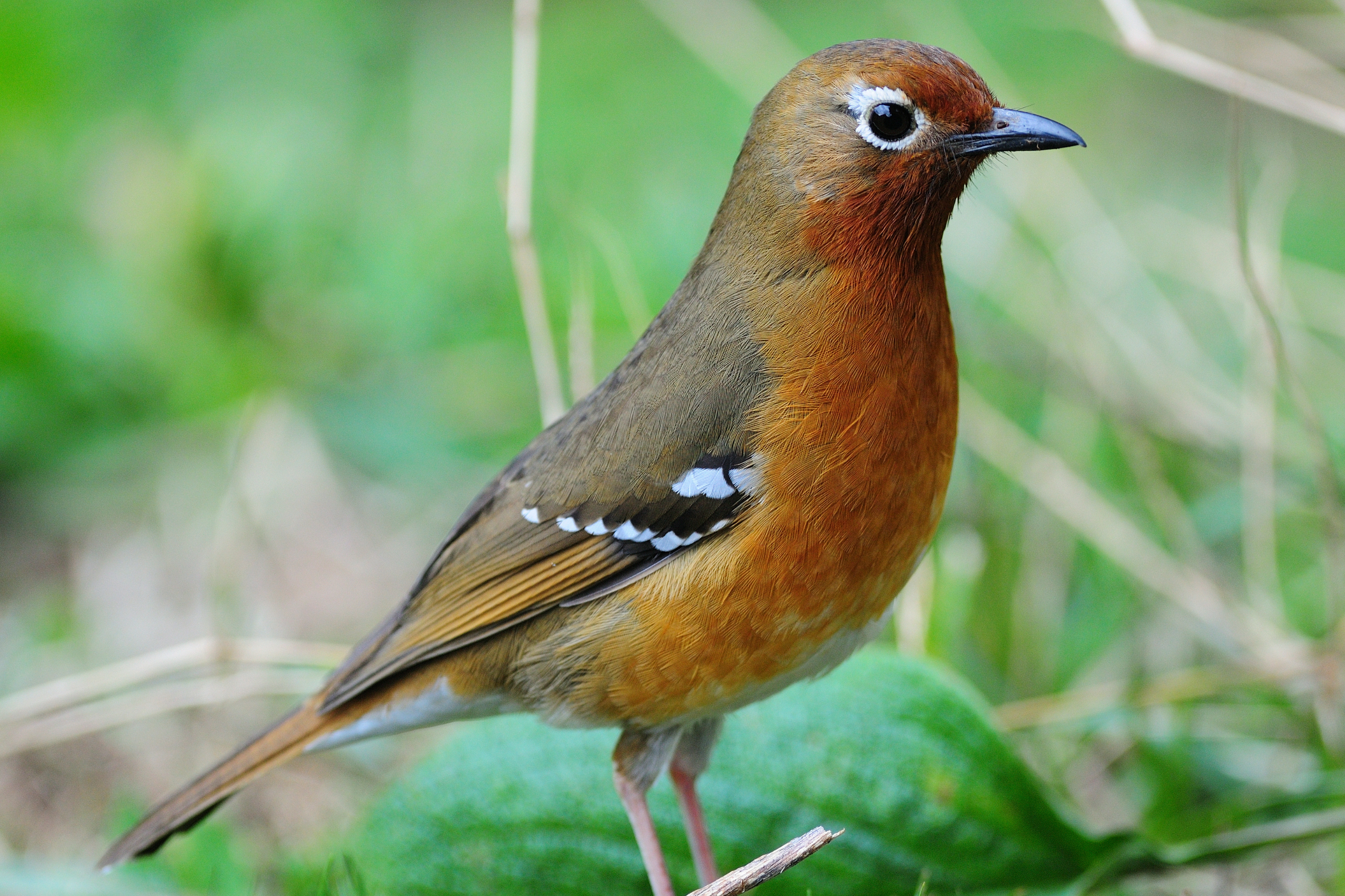 Bird that starts with A, Abyssinian Ground-Thrush