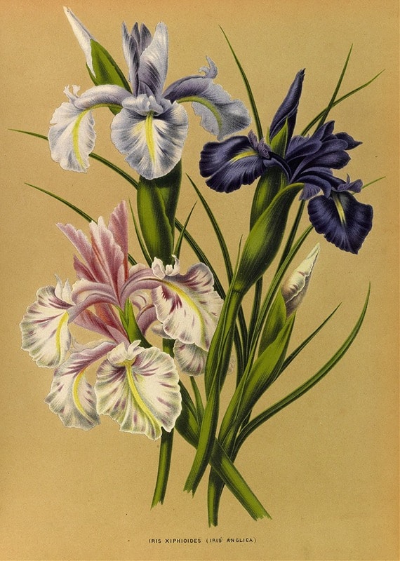 An iris bouquet drawing, featuring a Dutch iris and bearded irises against a yellow background.