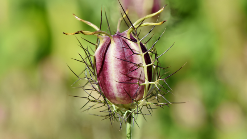 noch geschlossene, typische Blüte einer Schwarzkümmelpflanze