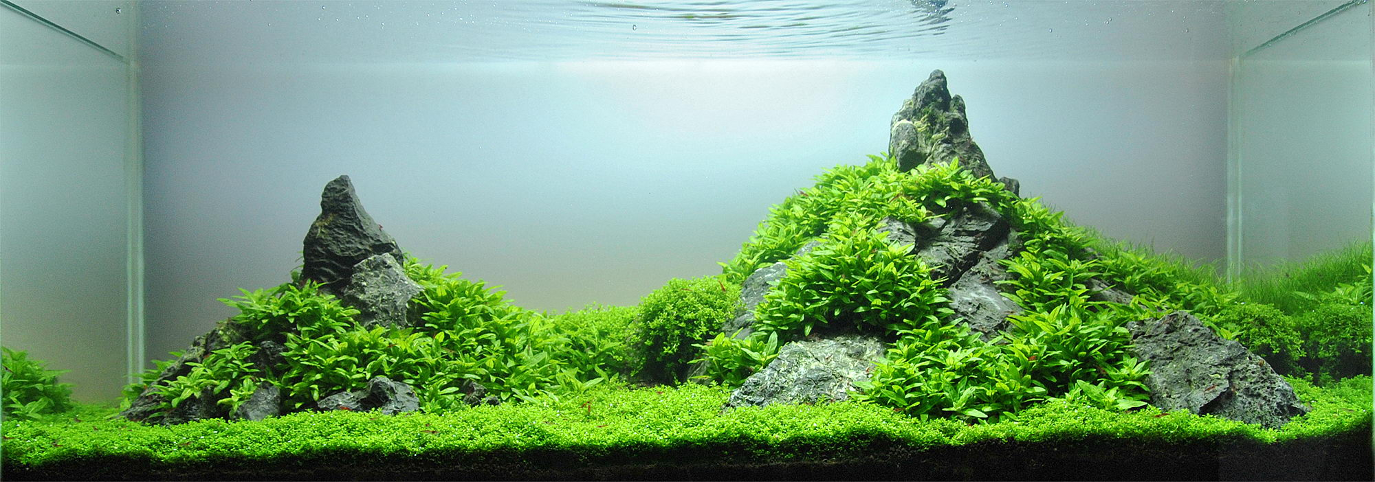carpeting aquarium plants