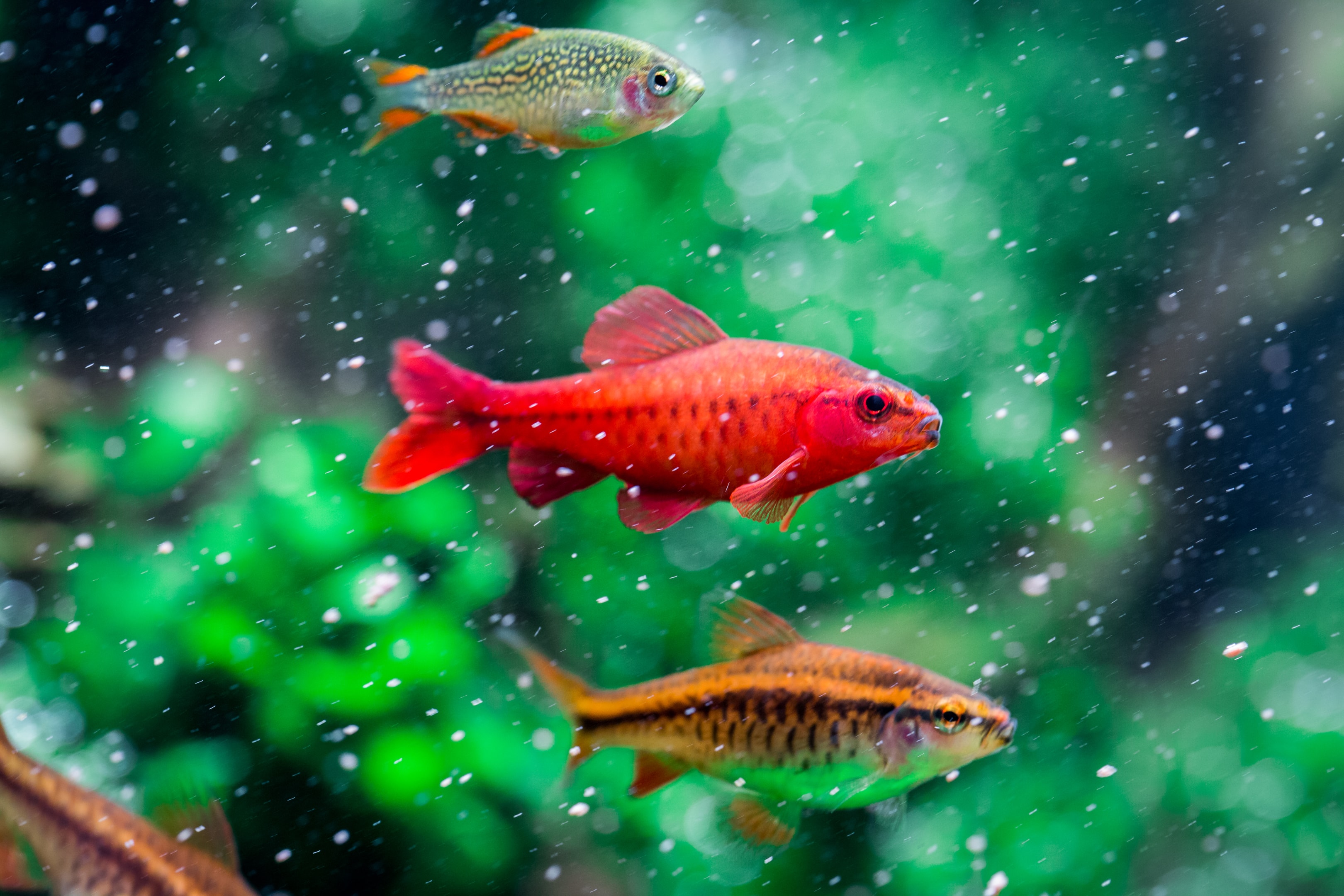 Select species that have similar temperaments