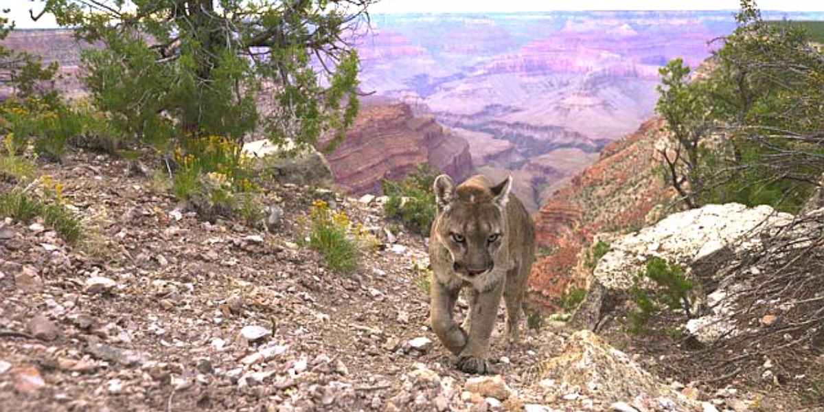 interesting animals in the grand canyon