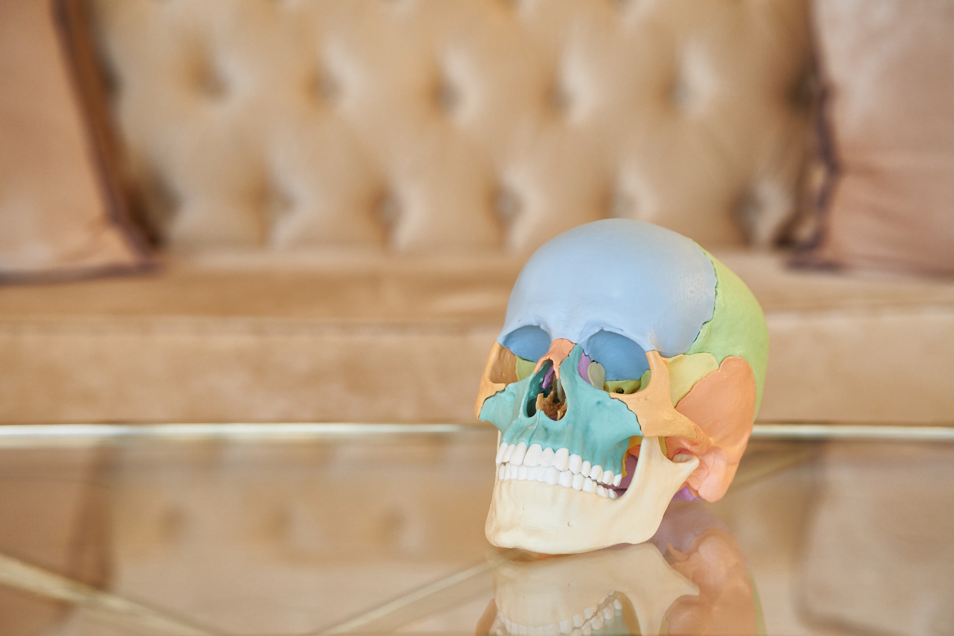 a skull model that is used by an oral surgeon to better explain a procedure
