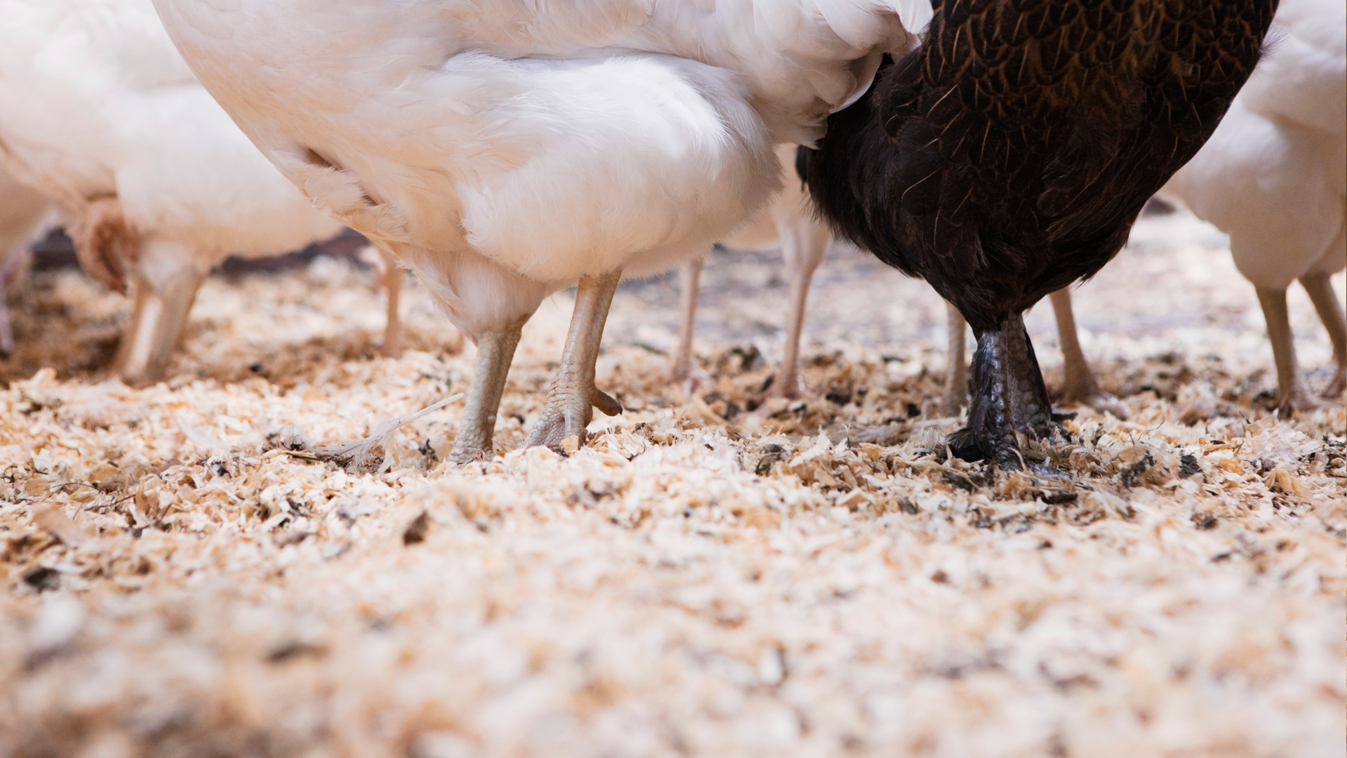 Chickens standing in a bed of saw dust.