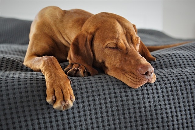 domestic animal, dog, vizsla