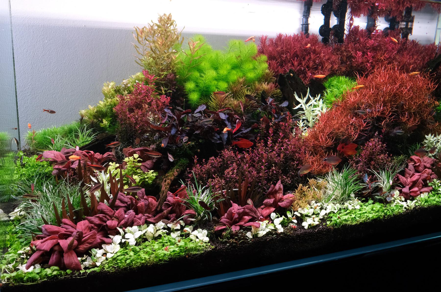 Planted aquarium showing white and red aquatic plants.