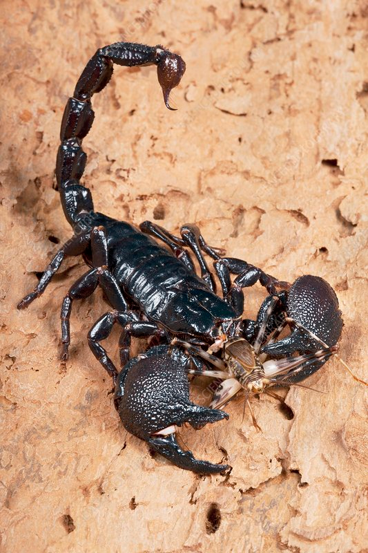 Unveiling the Size of Scorpions in Las Vegas Surprising Facts Revealed!