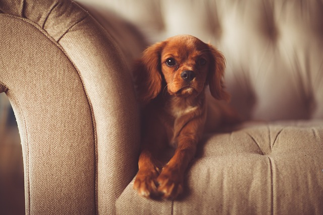 how to get dog hairs off sofa
