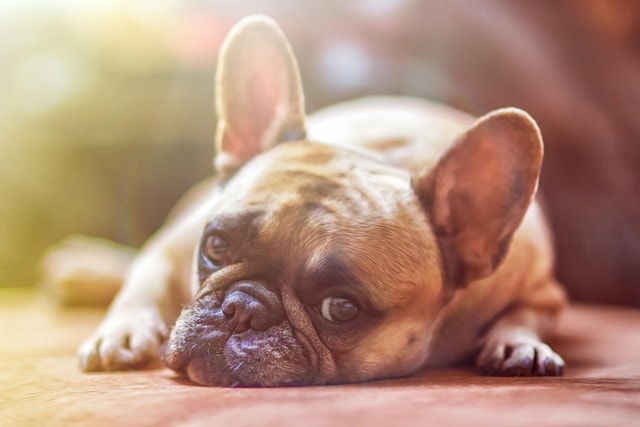 bulldog, dog, pet, nature, animal, domestic dog, canine, mammal, cute, lying, rest, portrait