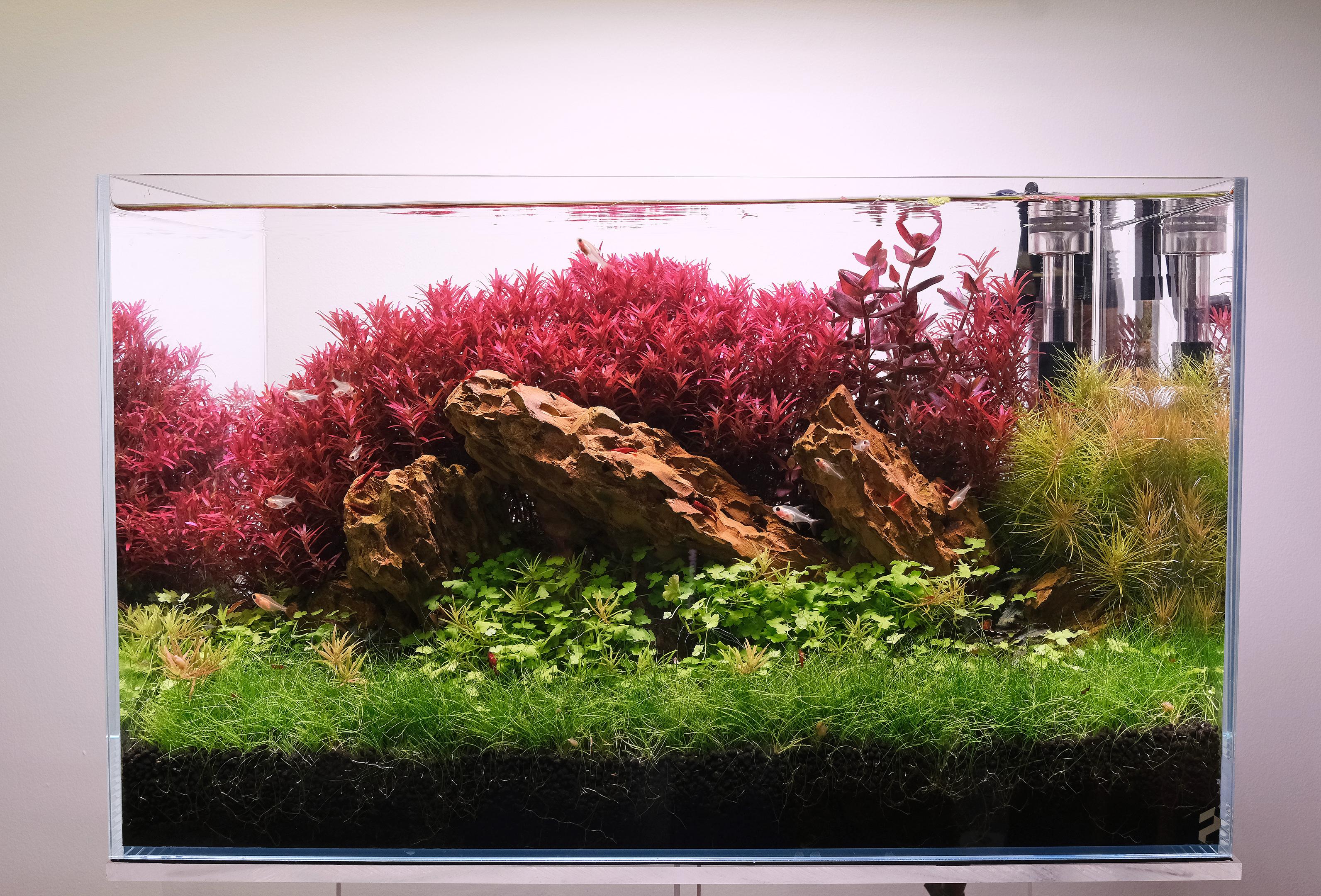 Rotala 'blood red sg'