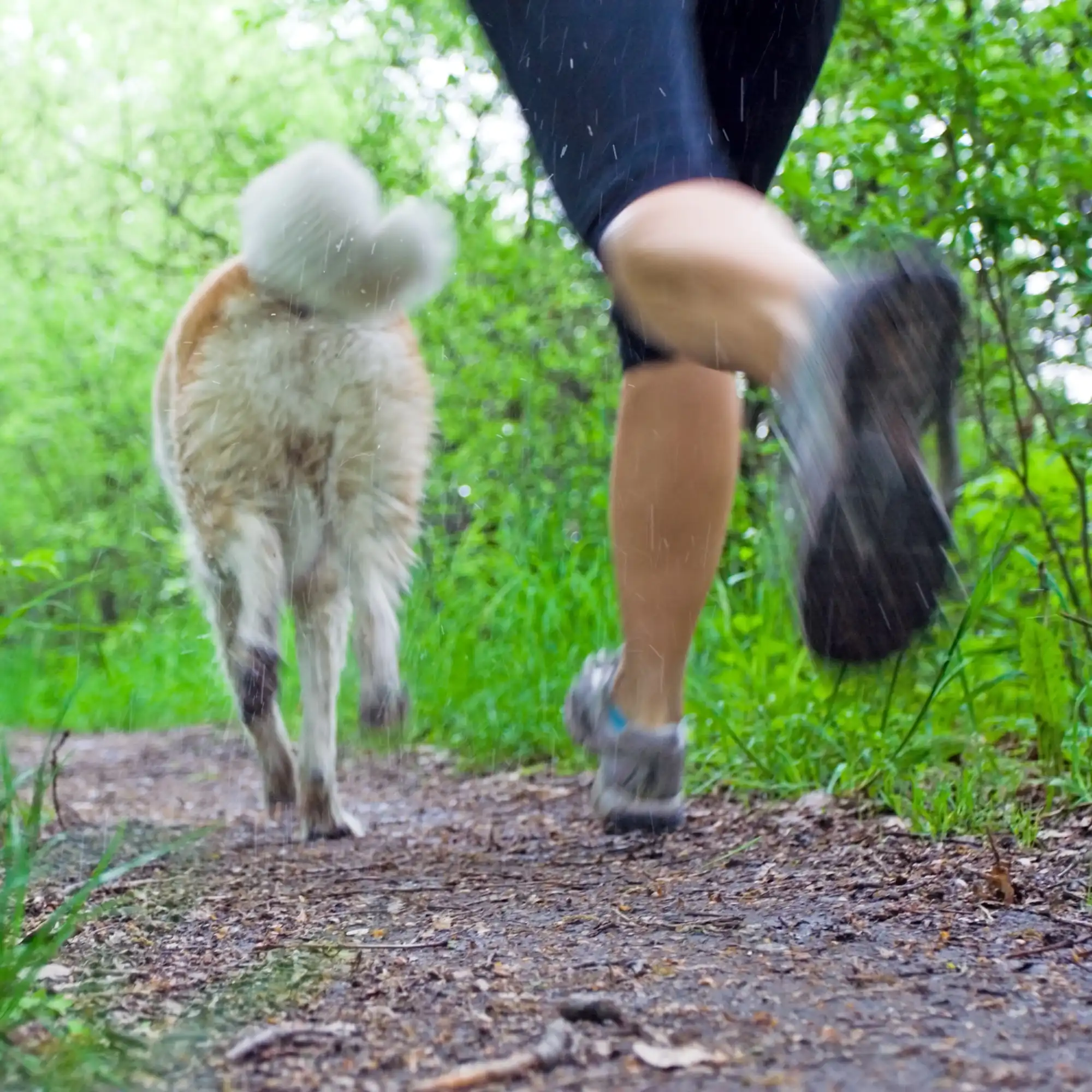 Put-on-your-sneakers-and-go-after-your-dogs