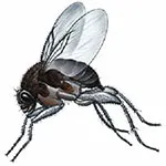 Phorid Humpbacked Fly