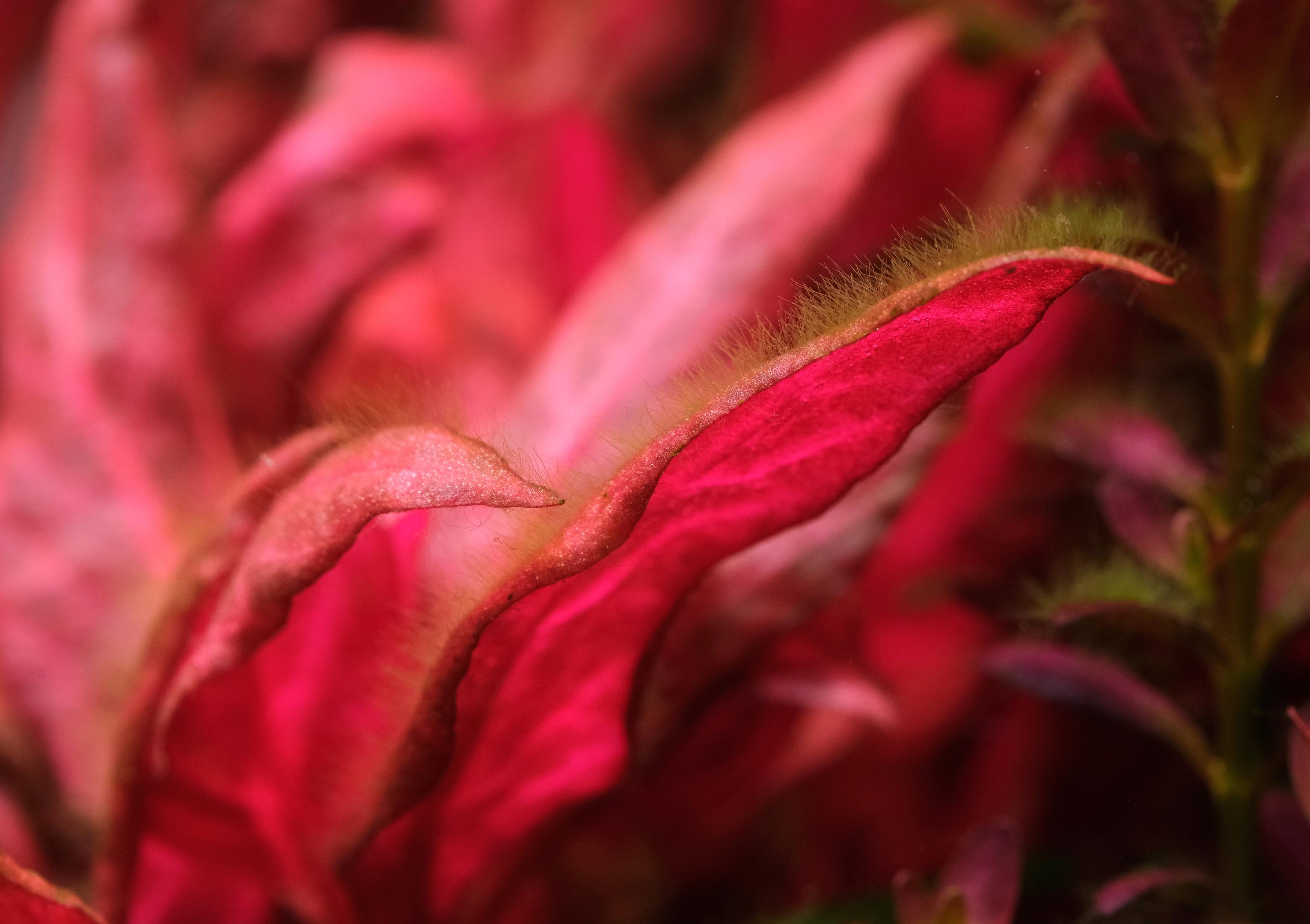 Close up of alternanthera reineckii leaf with Fuzz algae on the leaf surface
