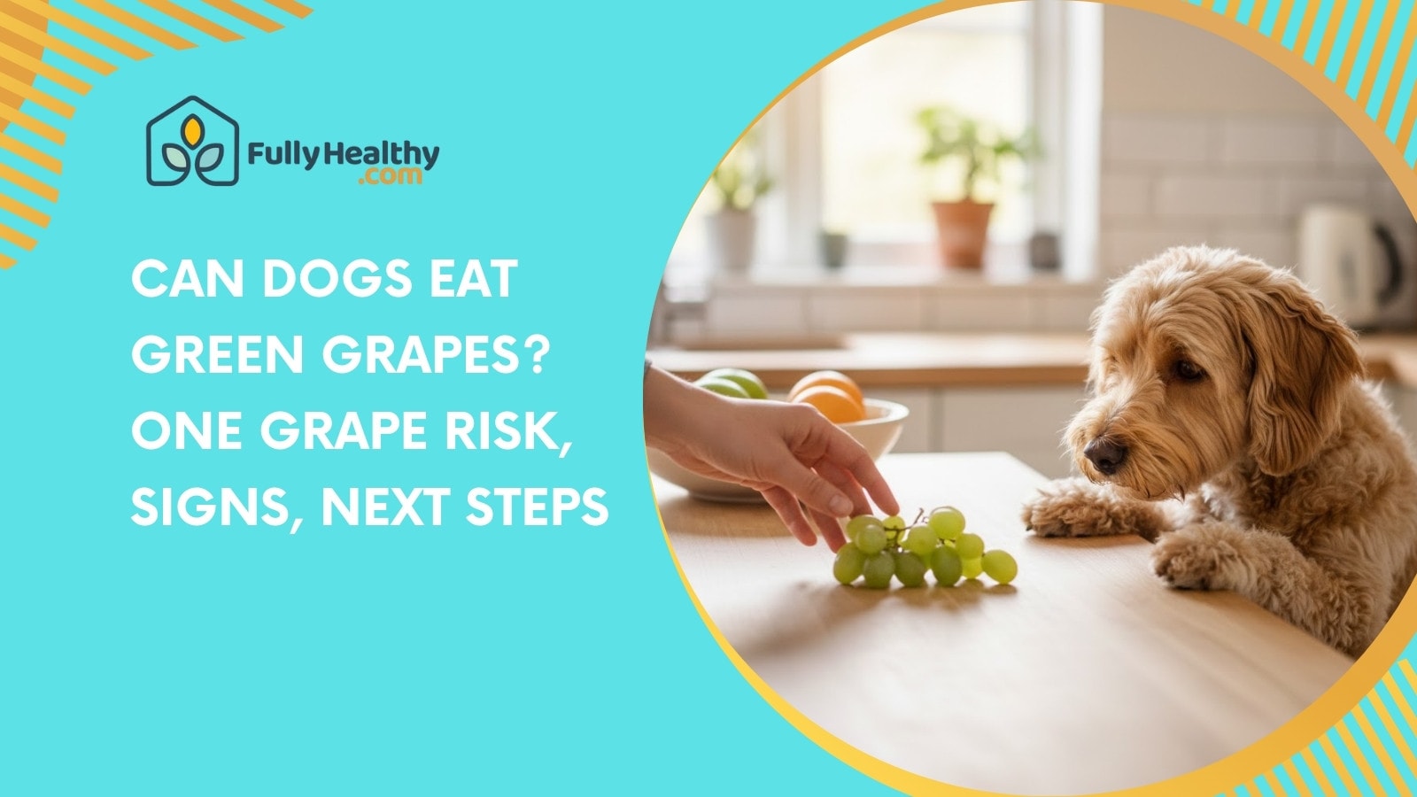 Image showcasing Can Dogs Eat Green Grapes? One Grape Risk, Signs, Next Steps
