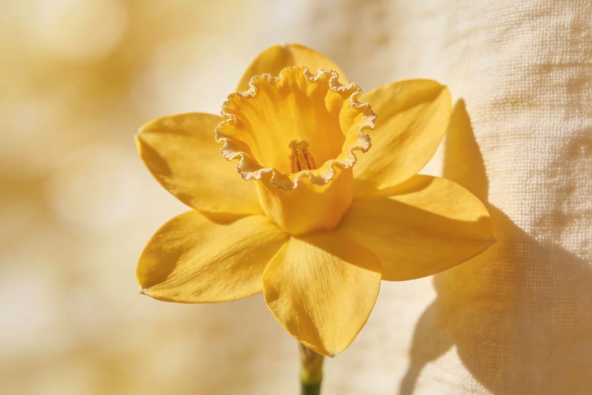 Yellow daffodils and golden jonquils on a linen surface — March birth flowers