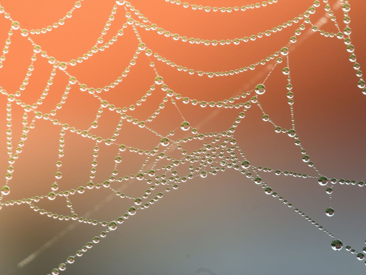 What Does Spider Dropping Look Like? DTermination