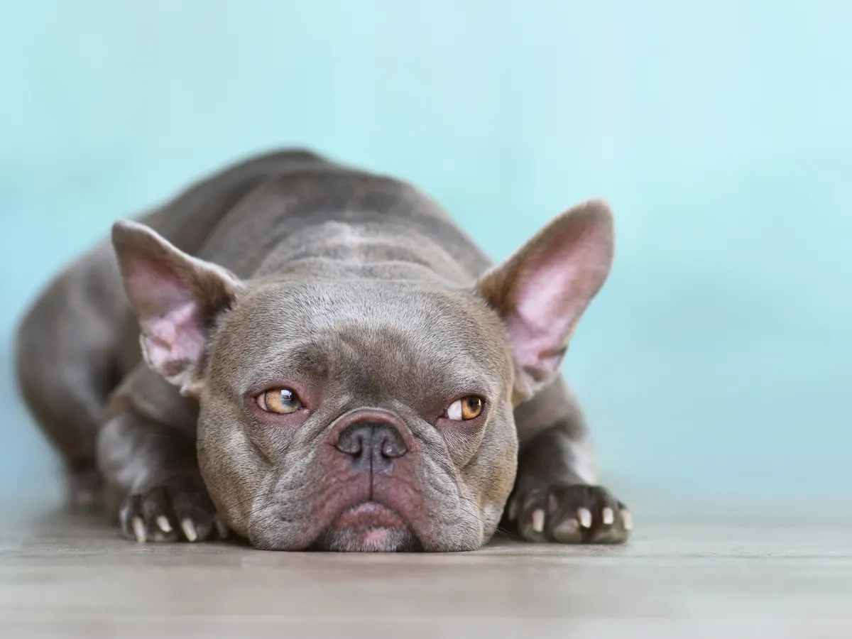 Lilac English bulldog