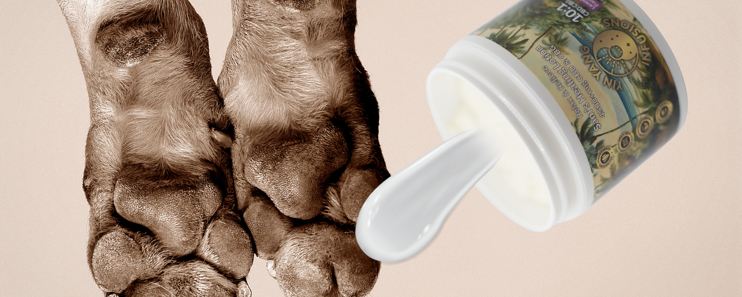 An image of CBD and CBG lotion being applied to a dogs' paws