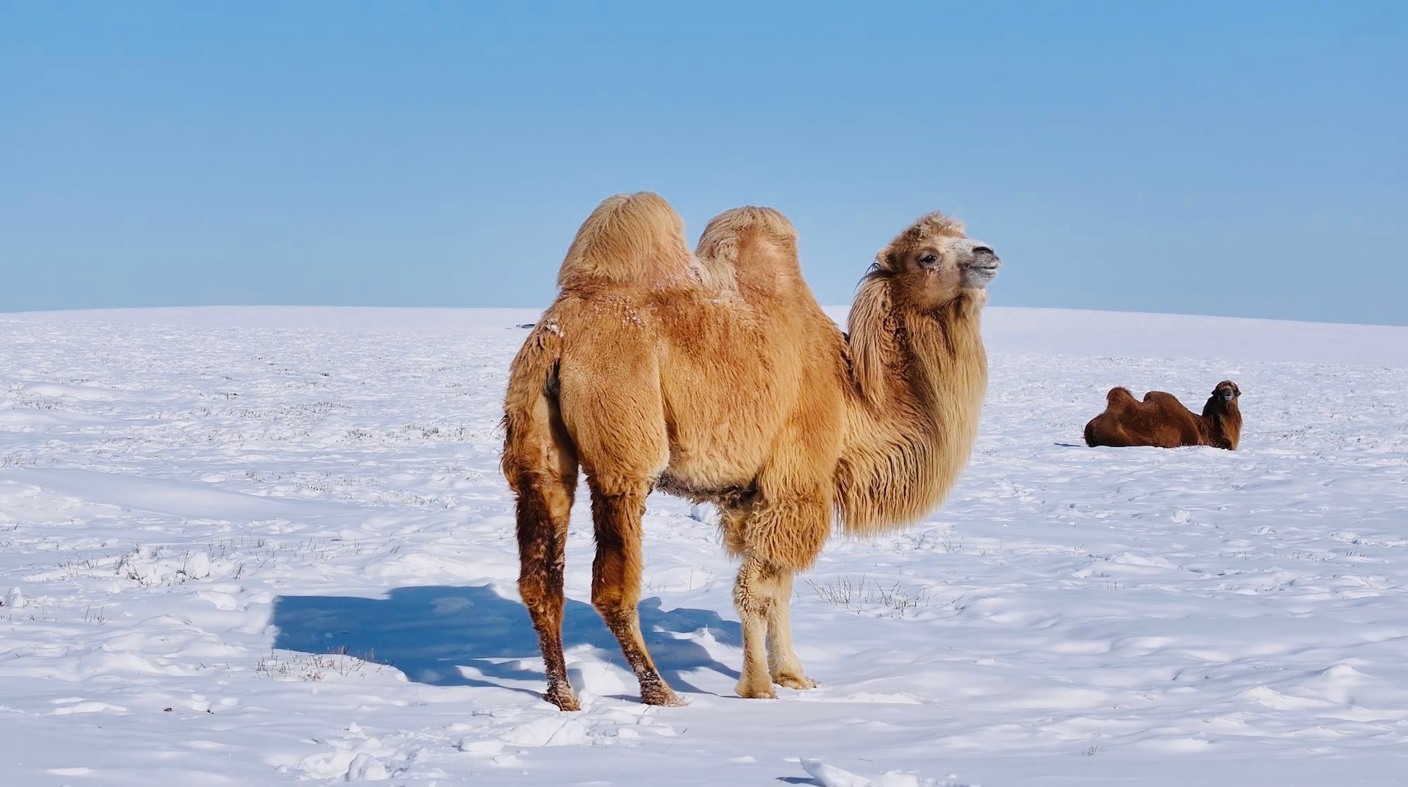 Majestic camel stands proud in snow-covered gobi desert.