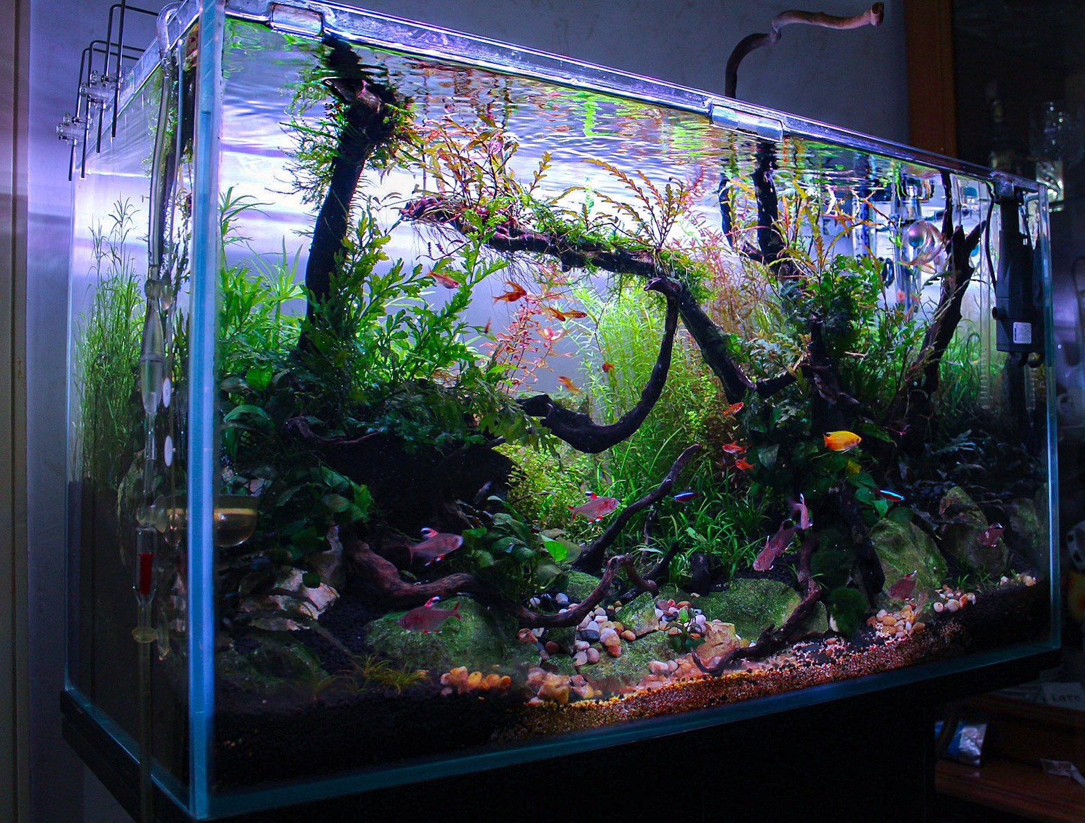 Advanced planted hot sale tank