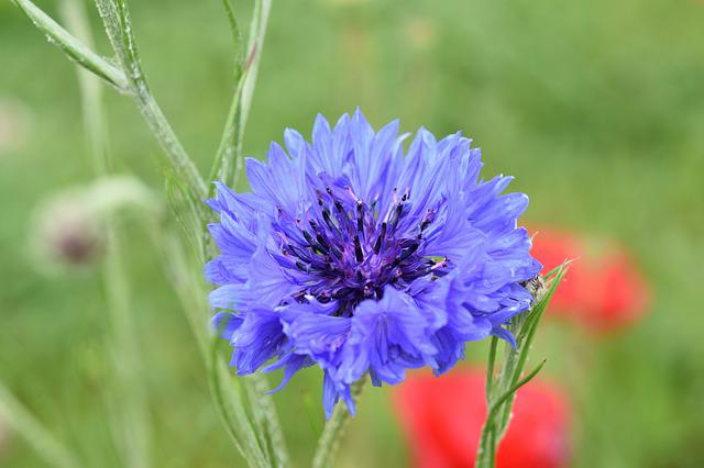 flower, blueberry, blue flower