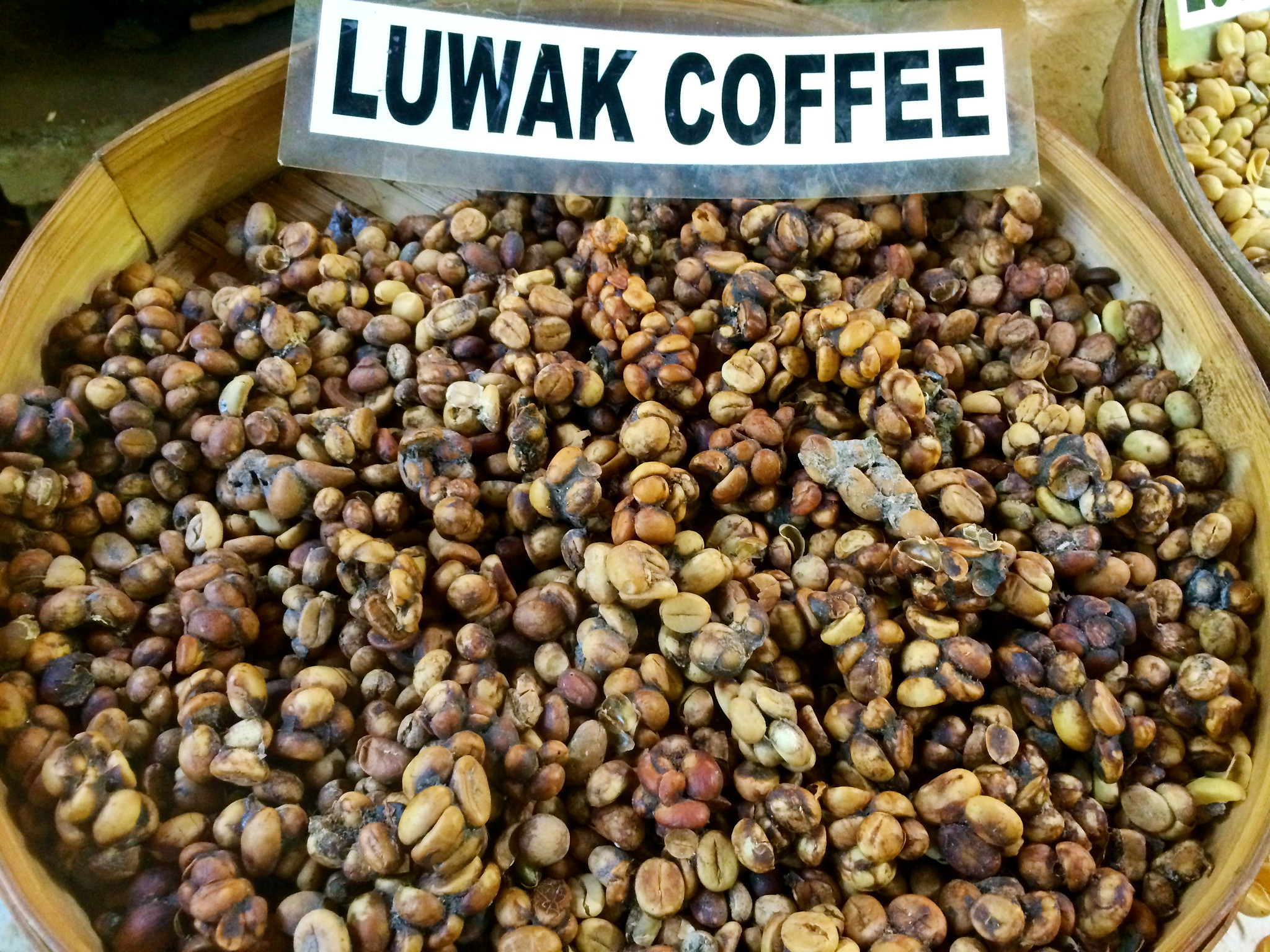 Grãos de kopi luwak. Fonte: Studio Sarah Lou, Flickr
