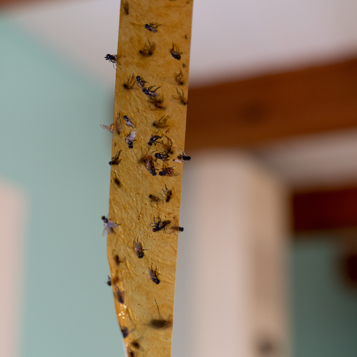 A close-up of a sticky trap with a few fruit flies and fungus gnats