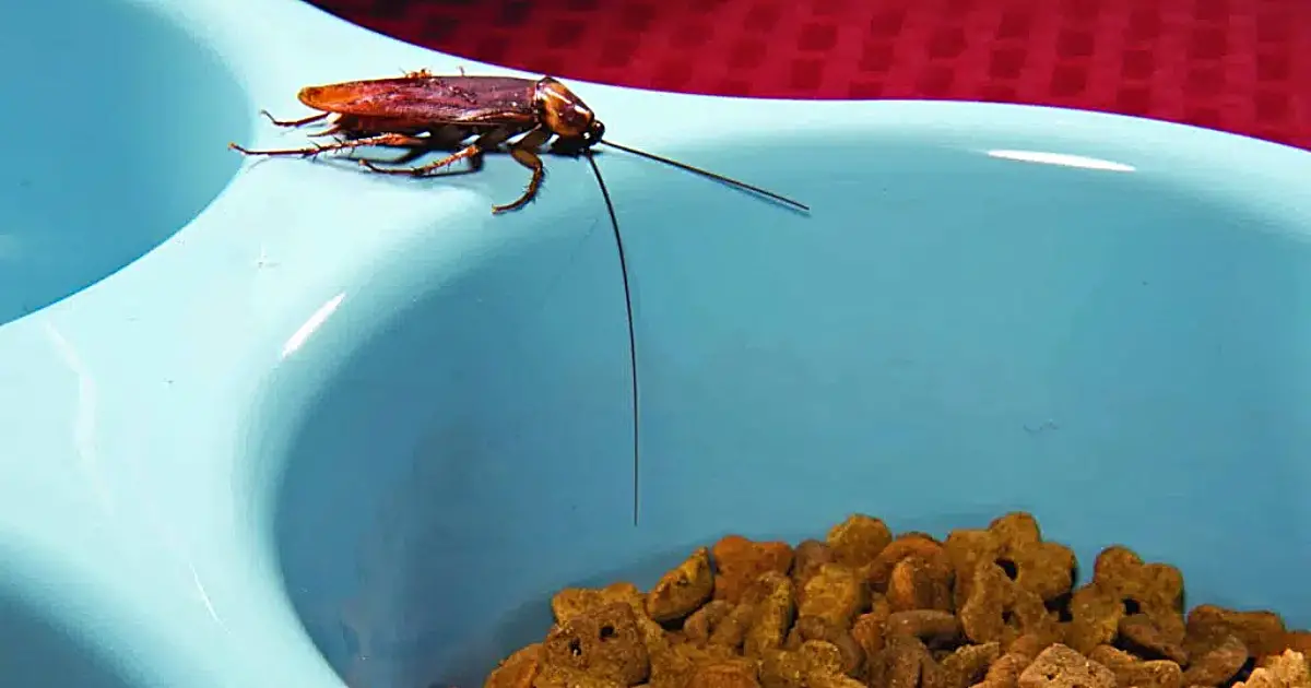 Can Dogs Safely Consume Roaches? Experts Weigh In