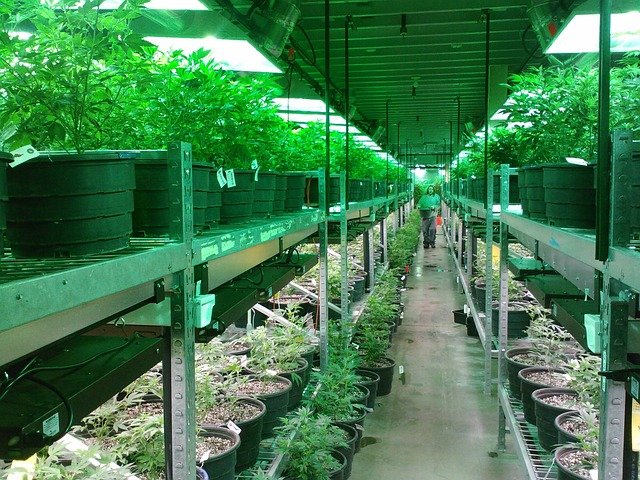 marijuana, colorado marijuana grow, marijuana dispensary