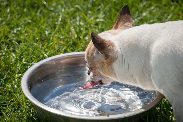 chihuahua, dog, chiwawa