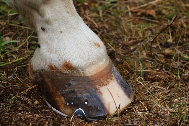 hoof, foot, horse