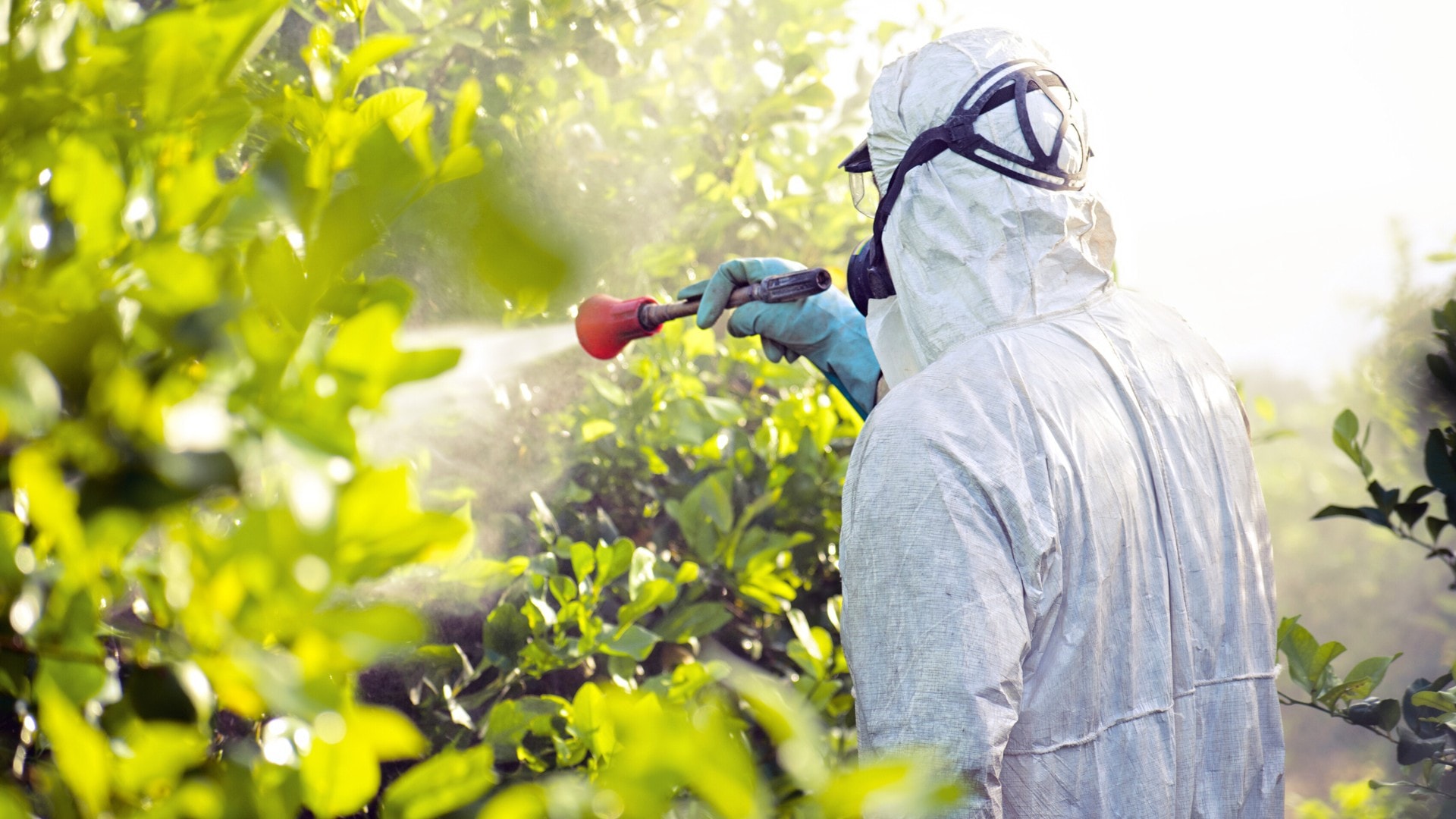 A person spraying crops or bushes with a Neonics pesticide.