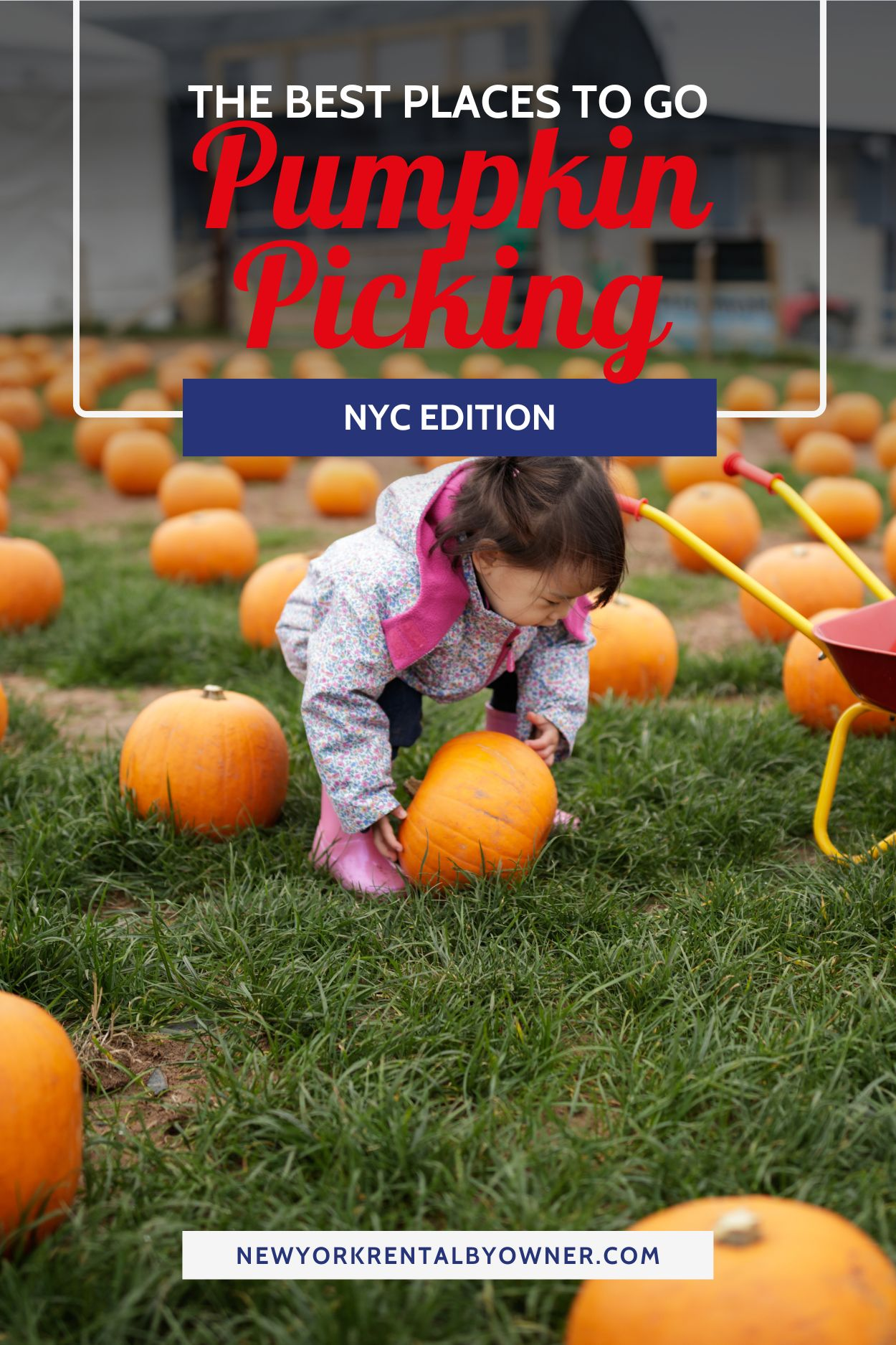 The Best Places to Go Pumpkin Picking NYC Edition