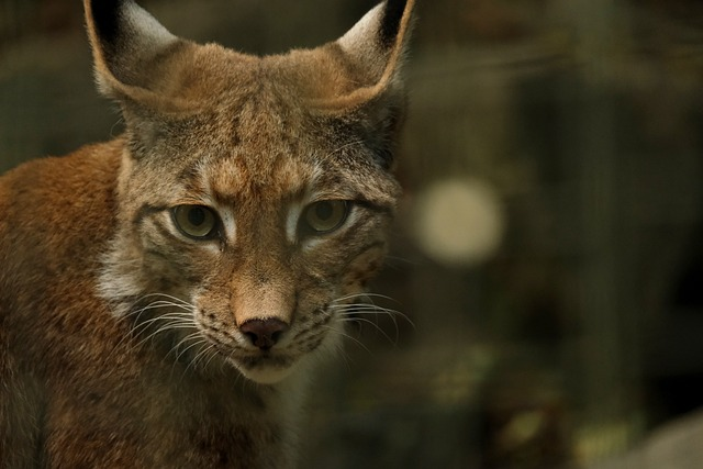 lynx, animal, predator