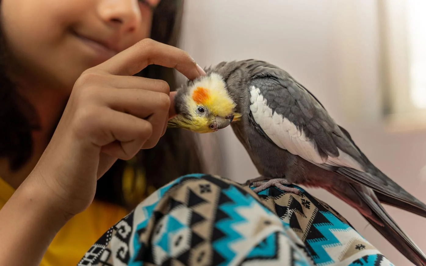 Frequently Asked Questions About Pet Birds