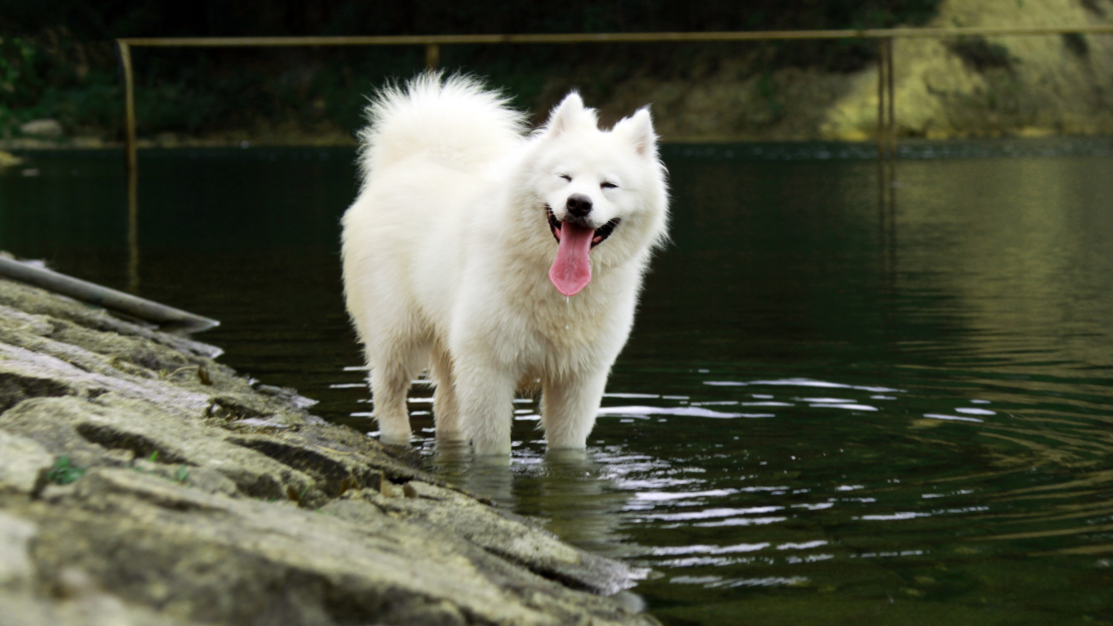 An adult Samoyed standing in a calm lake