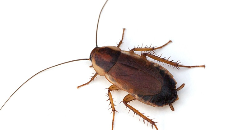 An image of a wood roach on a white background.