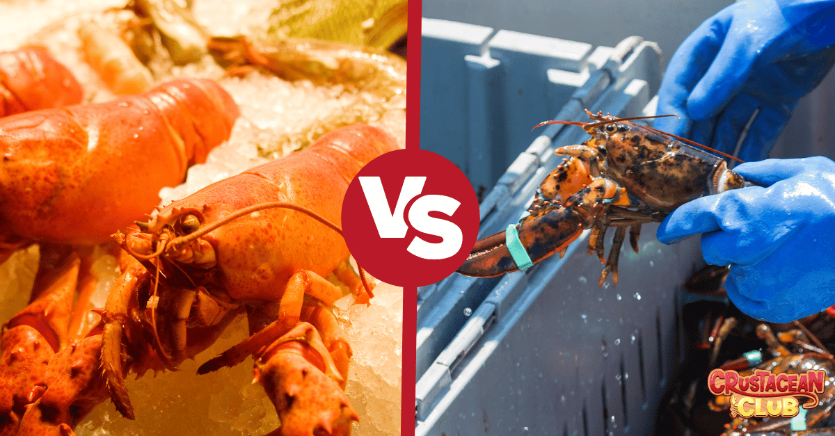 Frozen vs. Fresh lobster