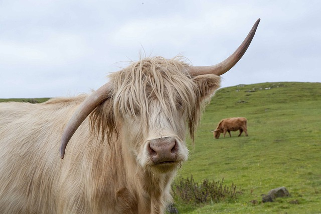 Scottish cow names