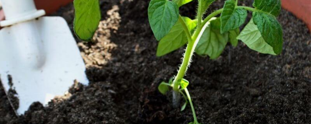 how to grow tomatoes