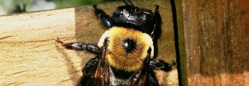 An image of a carpenter bee on unfinished wood.