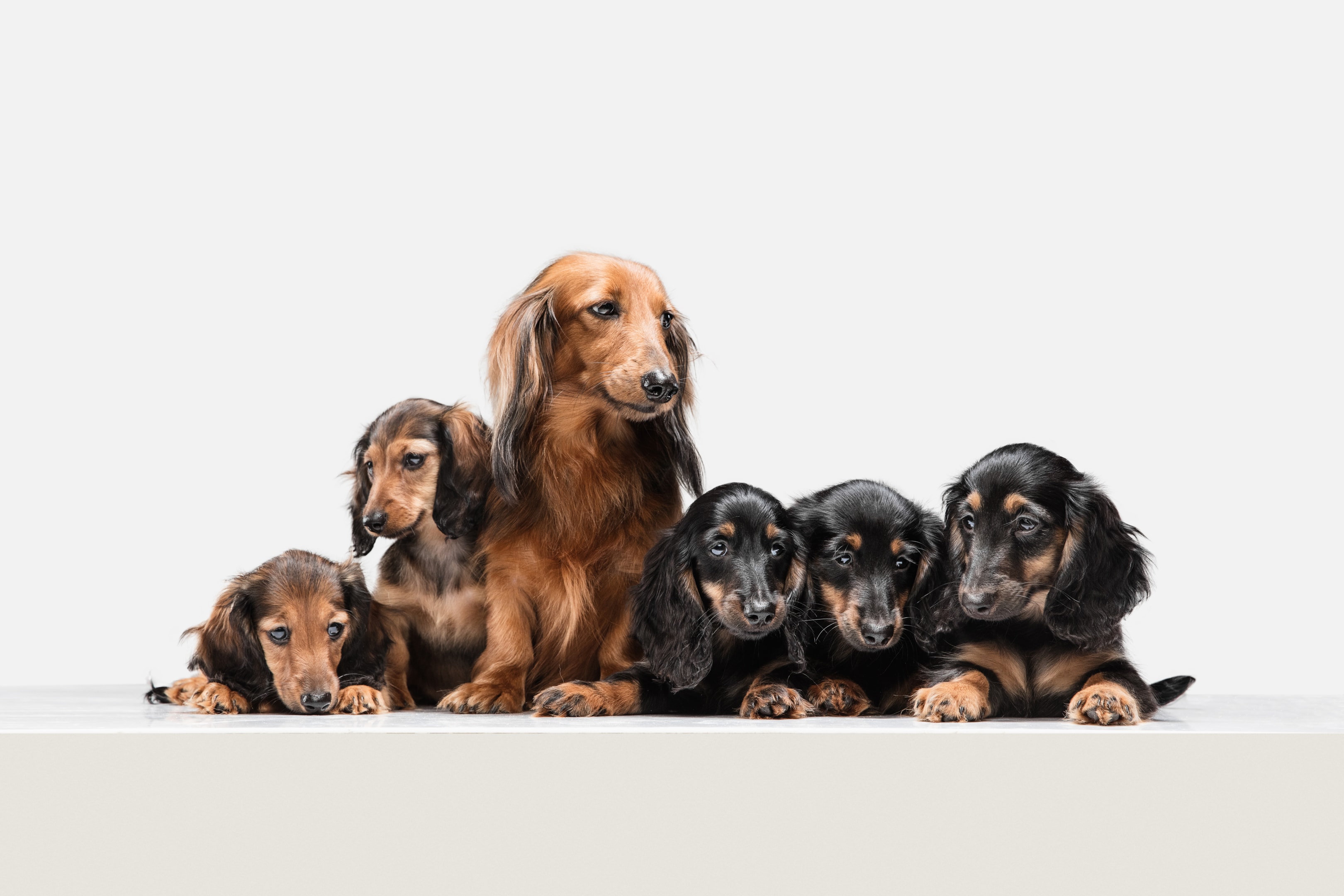 Emotional Benefits Of Multiple Dogs