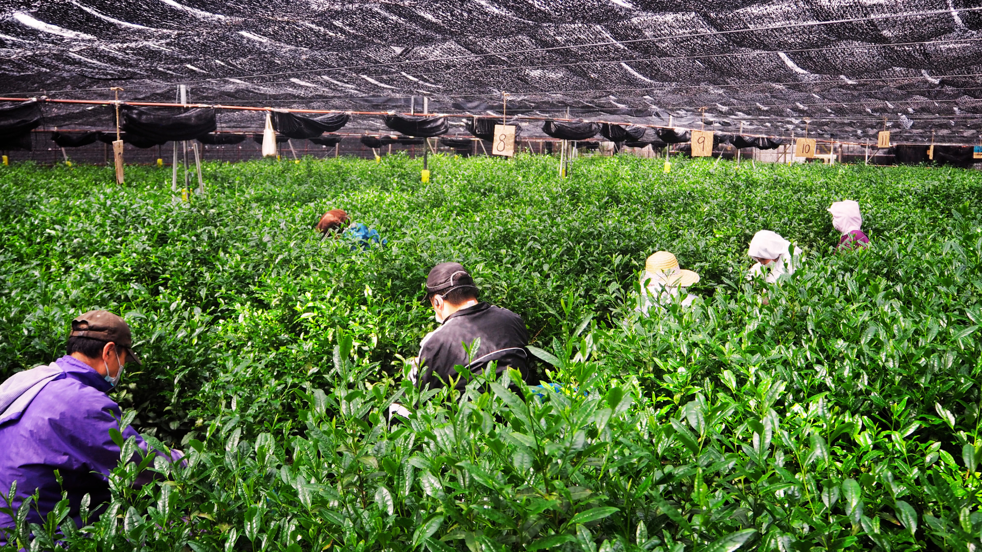 Spring matcha harvest.