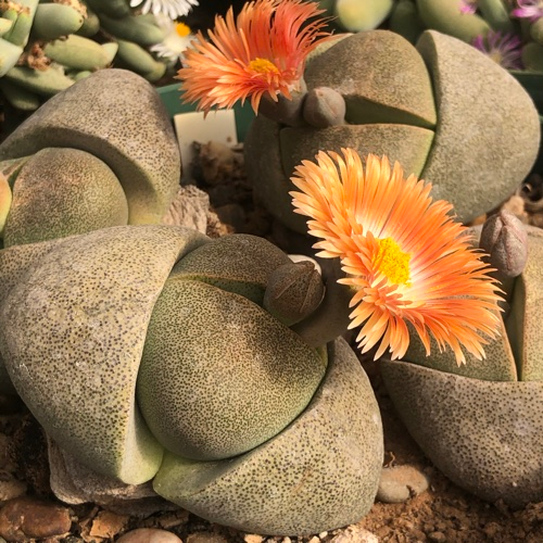 propagation, rock cactus