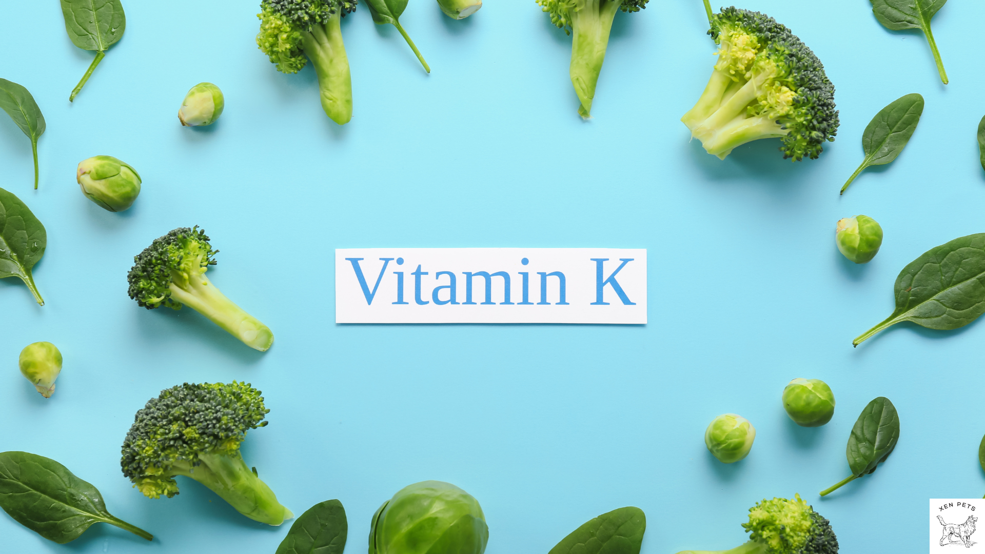 Vitamin k dosage outlet for dogs